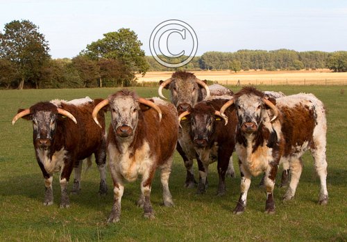 Longhorns  DM1274